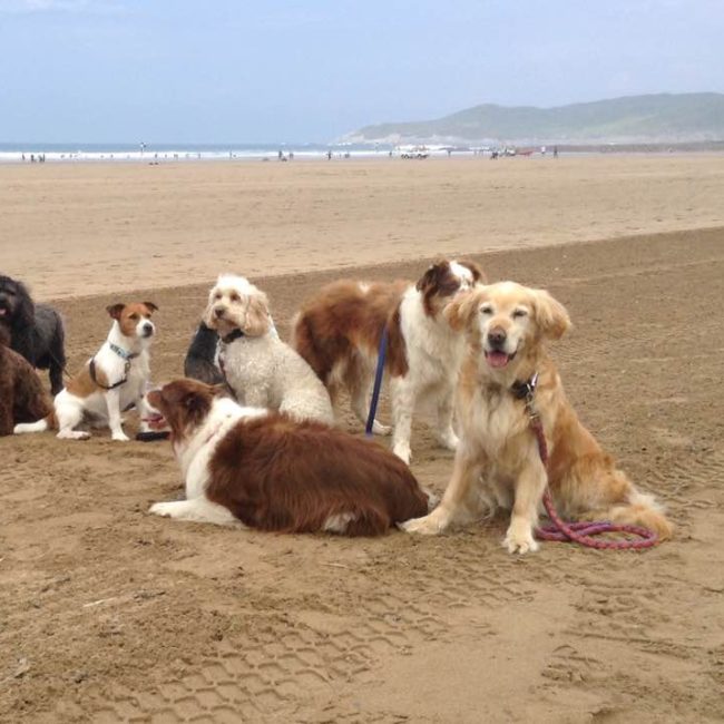 dogs on the beach at woolacombe