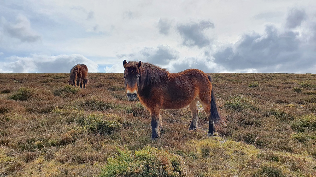 exmoor pony