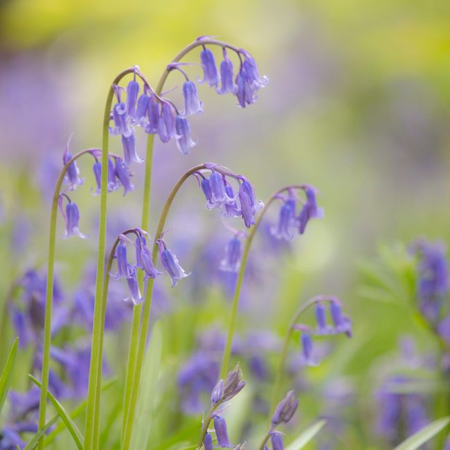 bluebell