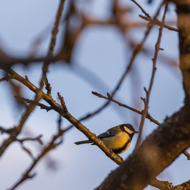 blue tit in a tree