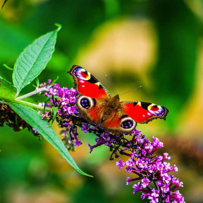 buddliea bush