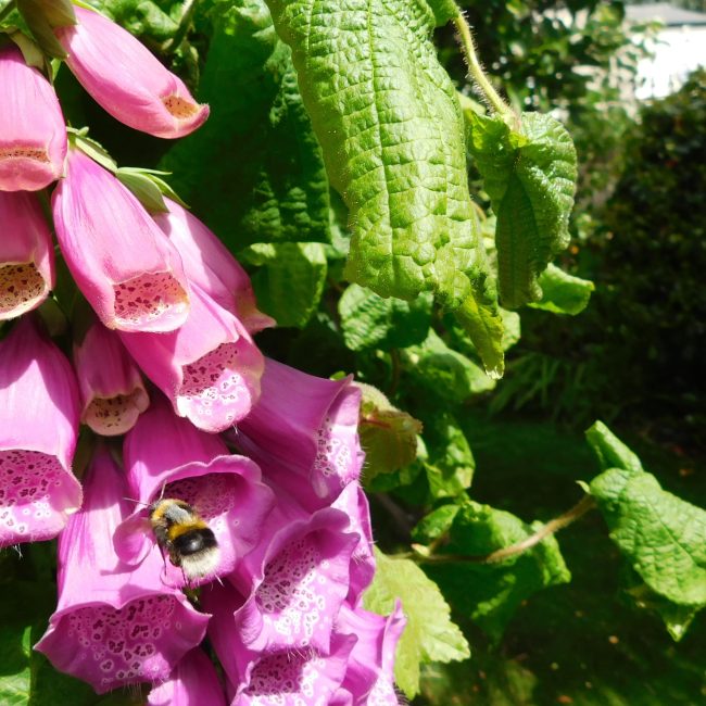 foxglove