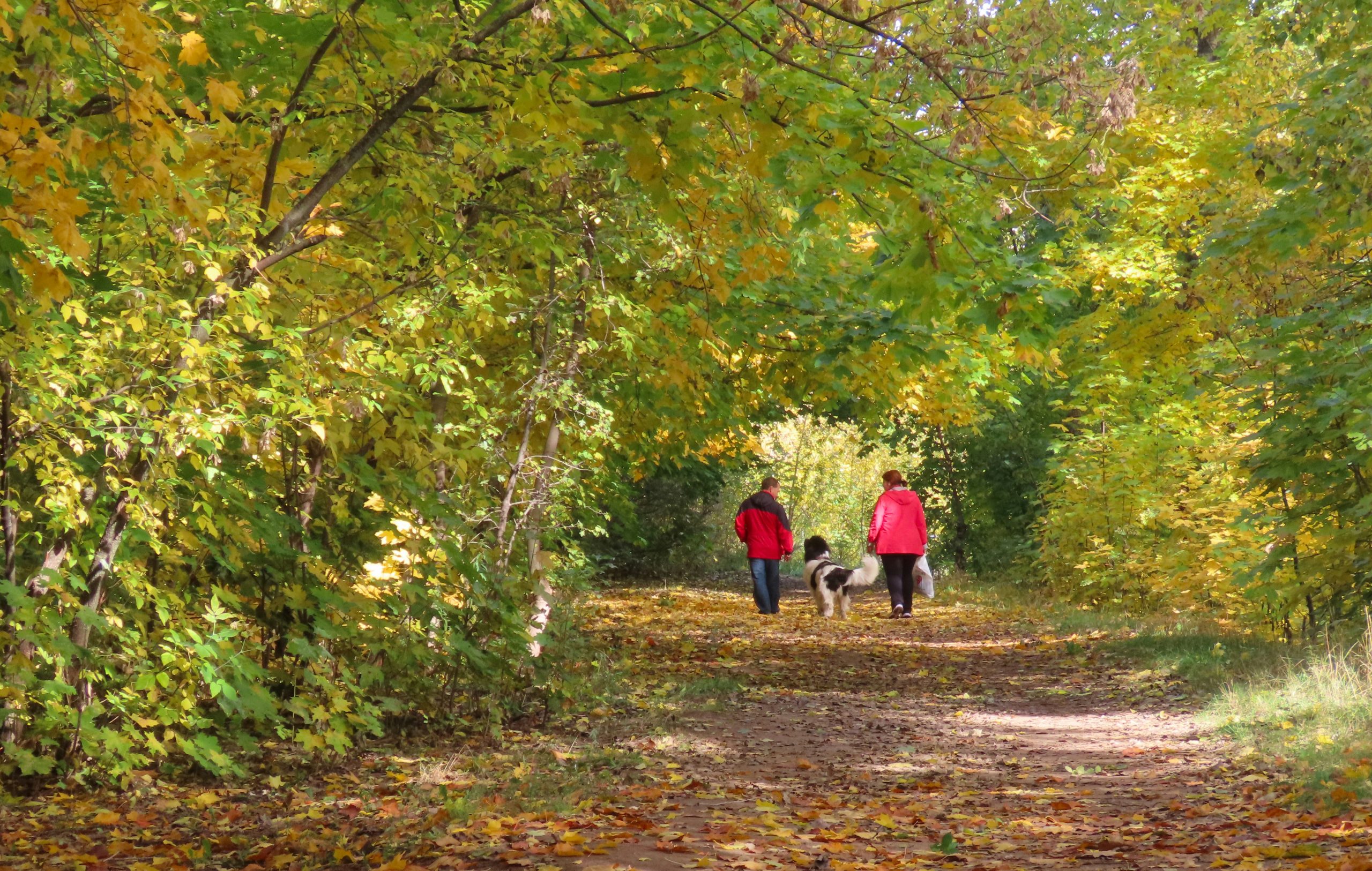 dog-friendly walking trails in mid-devon