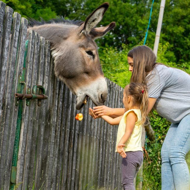 family friendly attractions in sidmouth